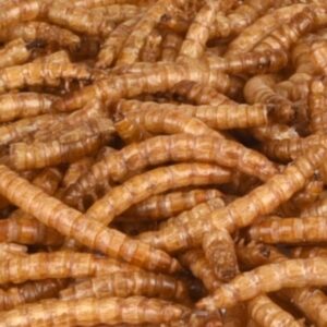 GUSANOS HARINA SECOS 100g - BRY